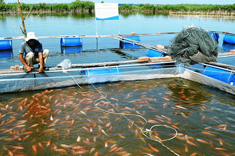 Đồng sunfat còn được sử dụng phổ biến trong xử lý rong tảo và các bệnh ký sinh trùng trên thủy sản
