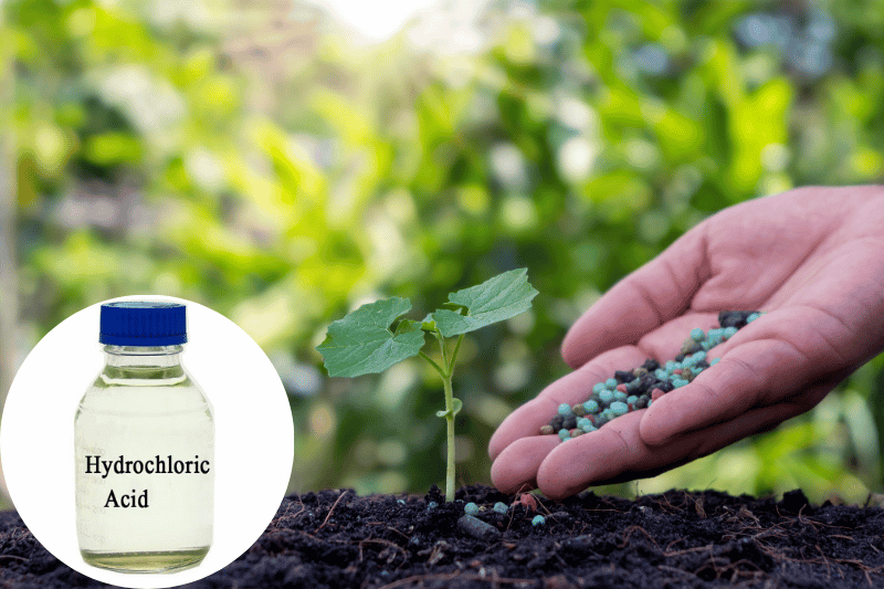 HCl không trực tiếp đóng vai trò là phân bón nhưng lại là nguyên liệu quan trọng trong quá trình sản xuất nhiều loại hóa chất phục vụ cây trồng.